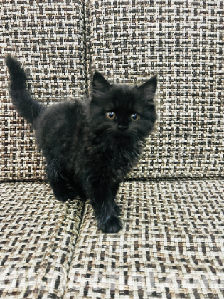 Pure Persian kitten